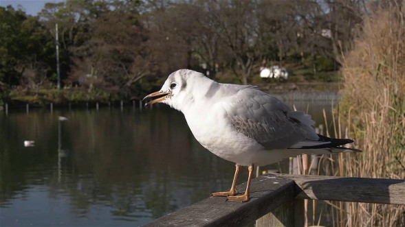 Видеокамера Panasonic HC-MDH2