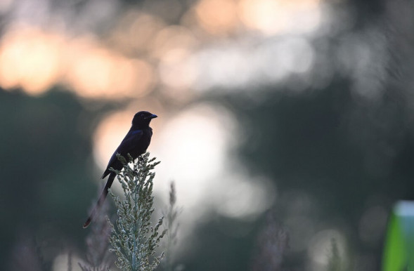 Объектив Nikon NIKKOR Z 600mm f/6.3 VR S