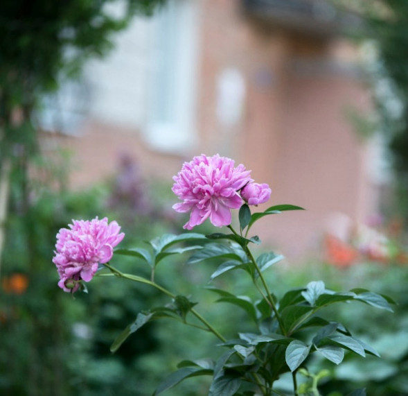 Объектив Sigma AF 70-200mm f/2.8 APO EX DG OS HSM Nikon F