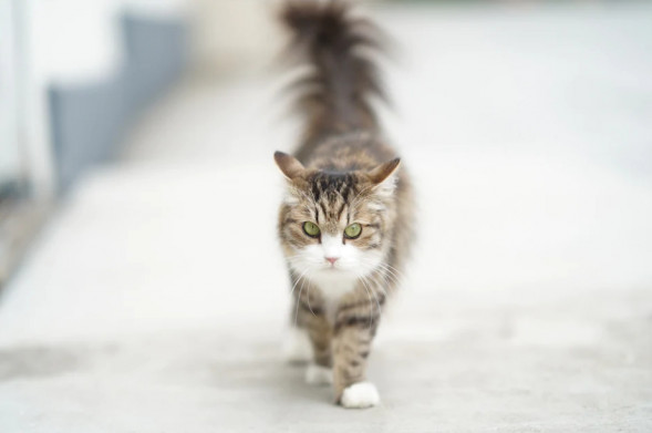 Фотоаппарат беззеркальный Sony Alpha ILCE-7CL Kit 28-60, черный