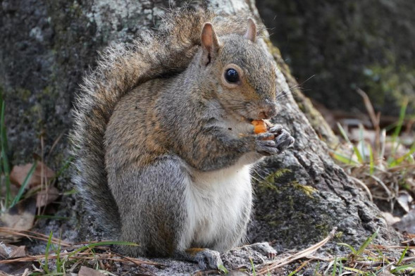 Объектив Tamron 70-300mm f/4.5-6.3 Di III RXD для Nikon Z