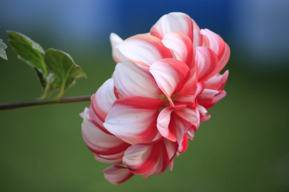 Фотоаппарат зеркальный Canon EOS 1500D Body