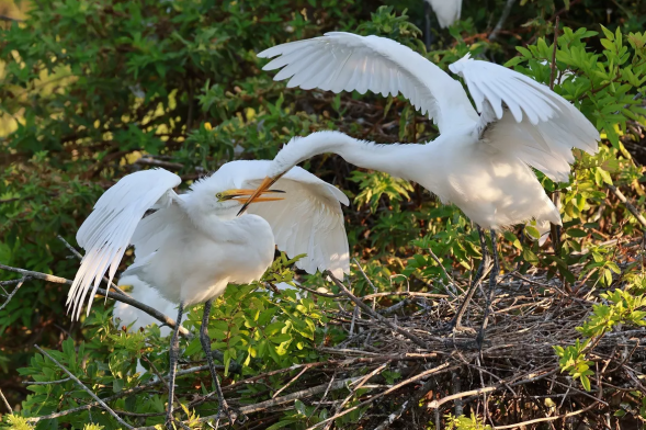 Фотоаппарат беззеркальный Canon EOS R10 Kit RF-S 18-45mm F4.5-6.3 IS STM - аксессуары 