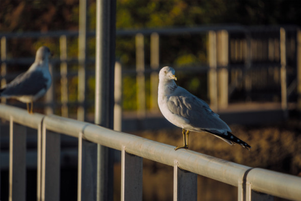 Объектив Tamron 18-300mm f/3.5-6.3 Di III-A VC VXD Sony E