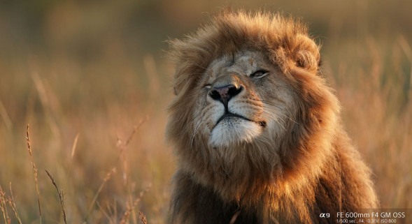 Объектив Sony FE 600mm f/4 GM OSS Lens