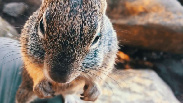 Видеокамера Canon XC15