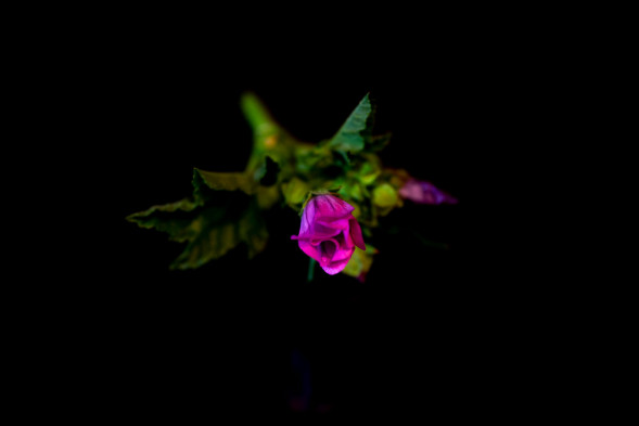 Объектив Tokina atx-i 100mm F2.8 FF MACRO для Canon EF