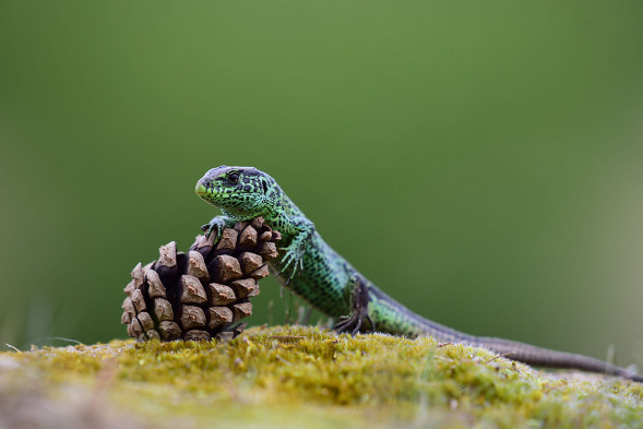 Объектив Nikon 200-500mm f/5.6E ED VR AF-S Nikkor