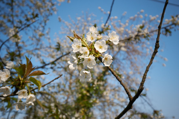 Объектив Panasonic 7-14mm f/4.0 Aspherical (H-F007014E)