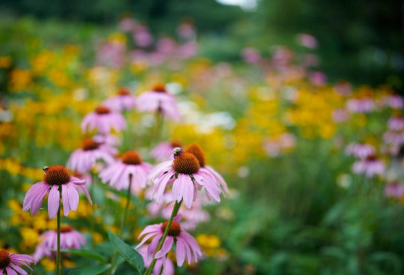 Объектив Tamron 35mm f/1.4 SP Di USD (F045) Nikon F