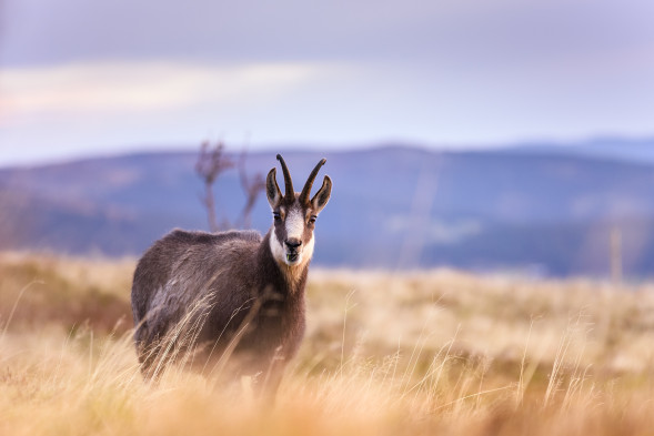 Объектив Tamron 70-210mm f/4 Di VC USD (A034) Canon EF