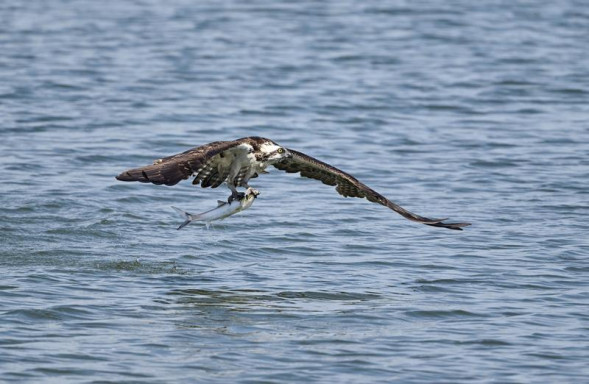 Объектив Nikon 500mm f/5.6 E PF ED VR AF-S NIKKOR