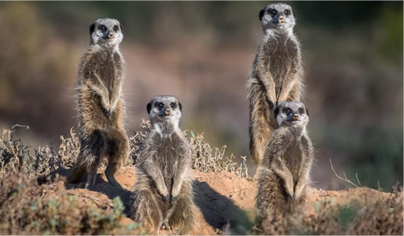 Объектив Panasonic Lumix G X VARIO 45-175mm Black (H-PS45175E-K)