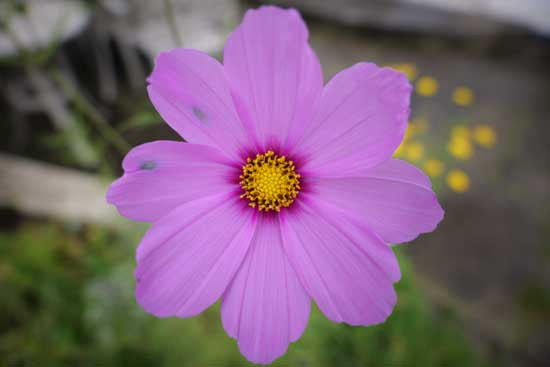 Объектив Panasonic Lumix S 18-40mm f/4.5-6.3