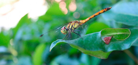 Фотоаппарат беззеркальный Canon EOS M200 Kit EF-M 15-45mm F/3.5-6.3 IS STM, черный