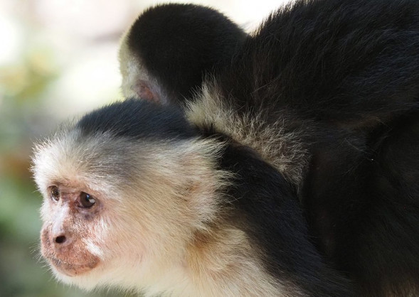 Фотоаппарат беззеркальный Olympus OM-D E-M1 Mark III Body