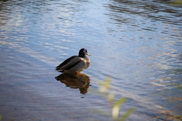 Объектив Canon EF 70-200 f/2.8L IS II USM - часто задаваемые вопросы 