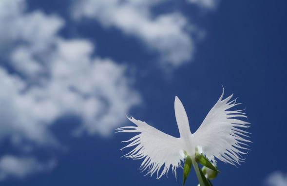 Объектив Sony FE 50mm f/2.8 Macro (SEL50M28)