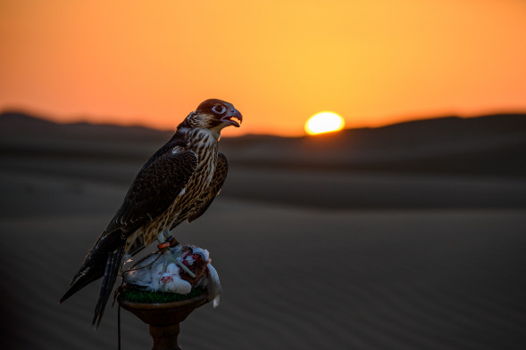 Фотоаппарат беззеркальный Panasonic Lumix DC-S1H Body