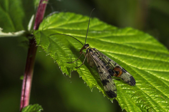 Фотовспышка Nikon Speedlight Commander Kit R1C1