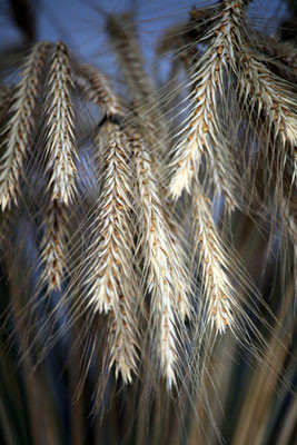 Объектив Canon EF 70-200 f/4L USM