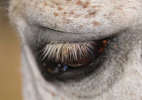 Объектив Tamron SP AF 70-300mm f/4.0-5.6 Di VC USD Nikon F