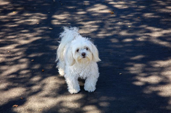 Объектив Sigma AF 24-70mm f/2.8 DG OS HSM Art Canon EF