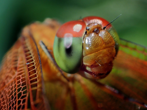 Фотоаппарат цифровой Olympus Tough TG-6, черный