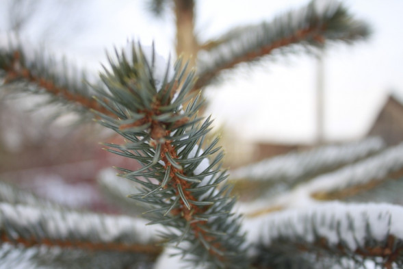 Объектив Canon EF-S 18-55mm f/3.5-5.6 III