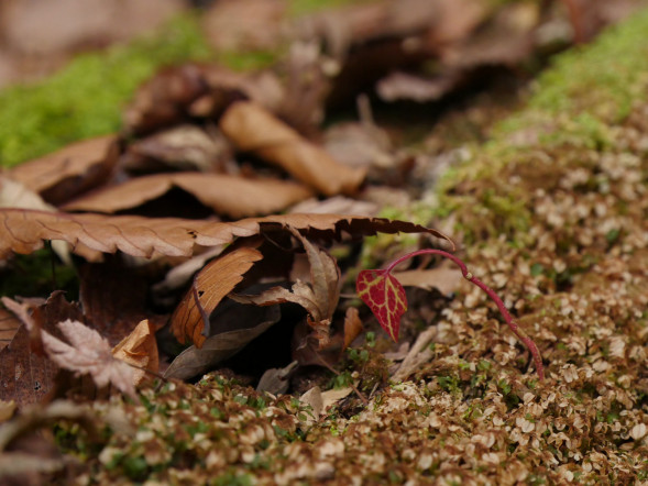 Фотоаппарат беззеркальный Panasonic Lumix DMC-GH4 Body