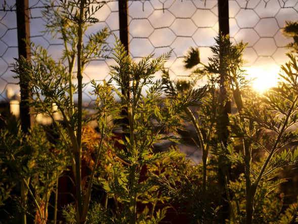 Фотоаппарат беззеркальный Panasonic Lumix GH6 Body