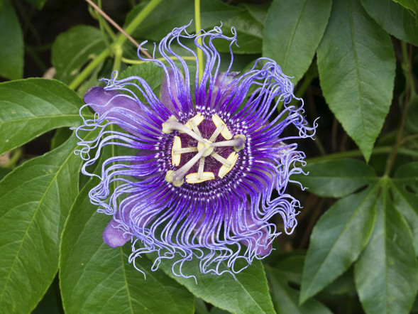 Фотоаппарат беззеркальный Panasonic Lumix DC-GH5 II Kit 12-60 mm f3.5-5.6 Macro