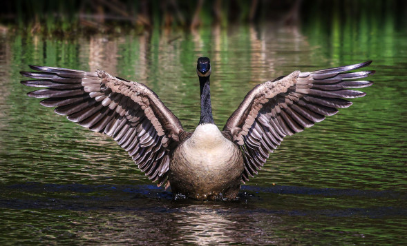 Фотоаппарат беззеркальный Canon EOS R6 Kit RF 24-105mm f/4-7.1 IS STM