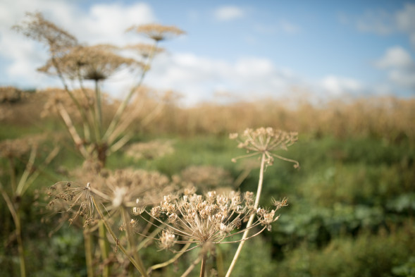 Объектив Canon EF 35mm f/2 IS USM