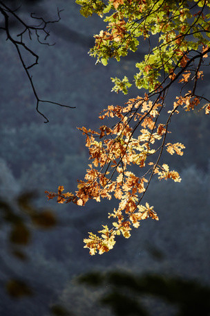 Объектив Canon EF 70-300mm f/4-5.6L IS USM