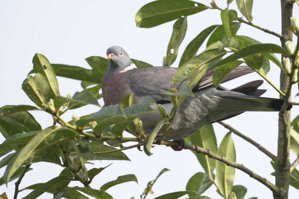 Объектив Sony FE 400-800mm f/6.3-8 G OSS (SEL400800G)