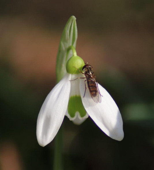 Объектив Tamron AF 70-300mm f/4-5.6 Di LD MACRO 1:2 (A17) Canon EF