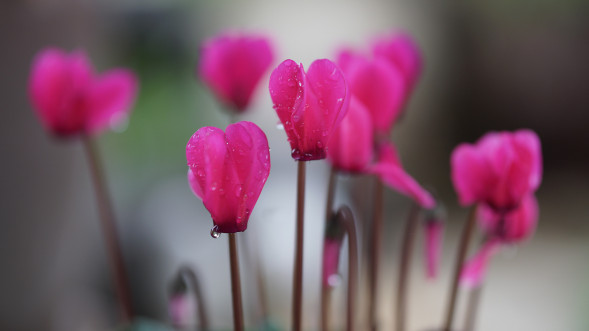 Объектив Sigma 56mm f/1.4 DC DN Contemporary Sony E