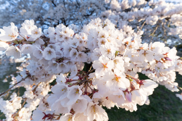 Объектив Sigma 17mm f/4 DG DN Contemporary Sony E