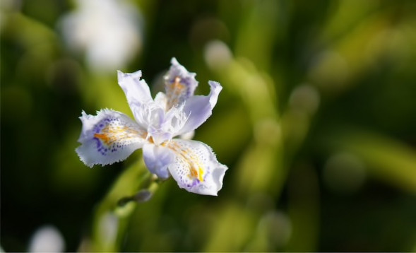 Камера для блогинга Sony ZV-E10 II Kit 16-50 белый