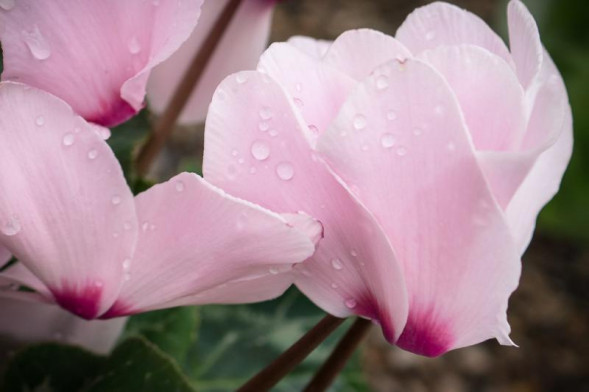 Объектив Sony Carl Zeiss Sonnar T*24mm f/1.8 ZA E (SEL-24F18Z)