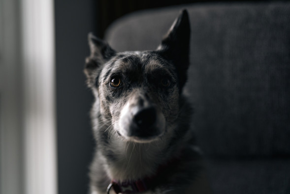 Объектив Sony FE 85mm f/1.4 GM II