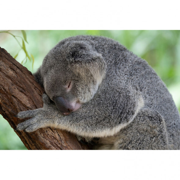 Объектив Tamron 50-400mm f/4.5-6.3 Di III VC VXD Nikon Z