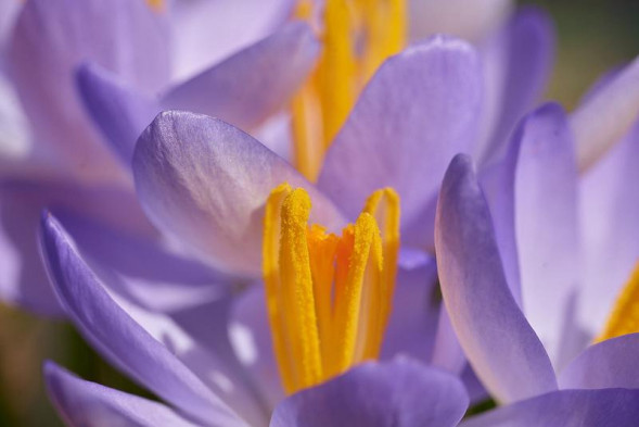 Объектив Sigma 70mm f/2.8 DG Macro Art Canon EF