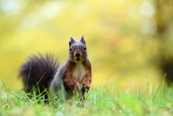Объектив Tamron 70-210mm f/4 Di VC USD (A034) Nikon F
