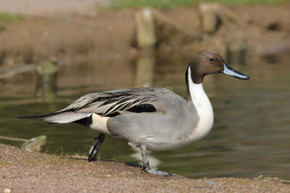 Видеокамера Canon XA11