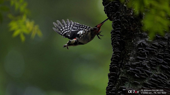 Фотоаппарат беззеркальный Sony Alpha ILCE-7RM4 Body