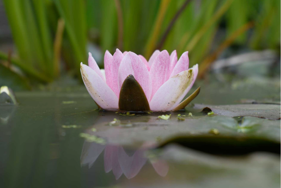 Объектив Fujifilm XF 16-50mm f/2.8-4.8 R LM WR