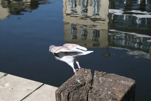 Фотоаппарат цифровой Canon PowerShot V1 