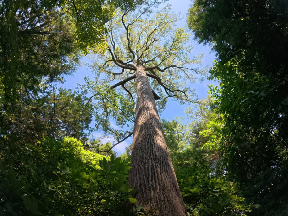 Экшн-камера DJI Osmo Action 5 Pro Standard Combo